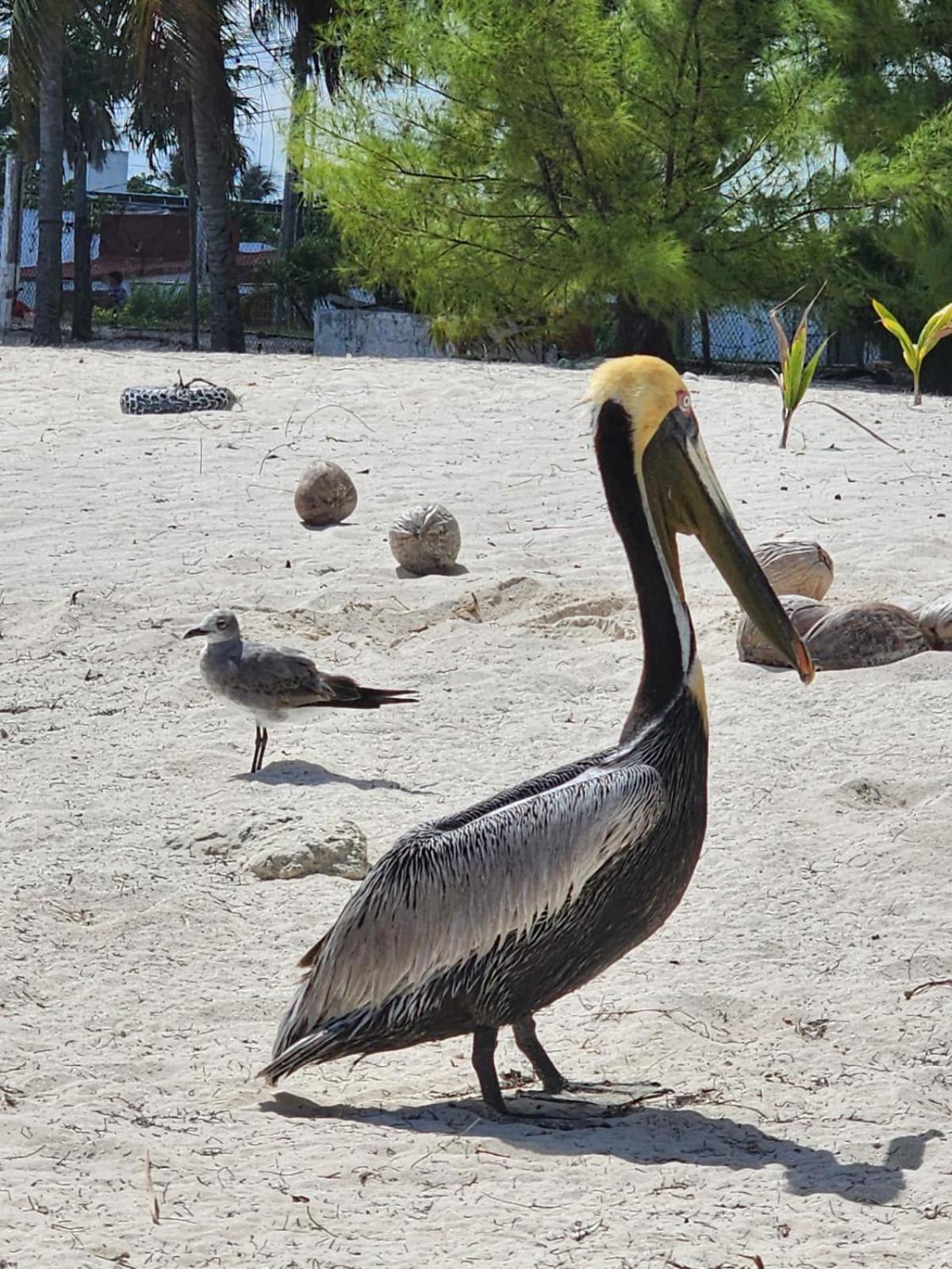 Apartamento Doctor's Island Sunrise Isla Mujeres